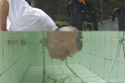 Yep, it's a blue-ringed octopus.
Mr H checking out the r... by Mark Thomas 